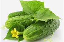 Làm trắng da mặt bằng dưa leo Làm trắng da mặt bằng dưa leo