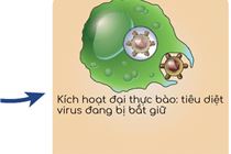 Phun xăm sẽ gây ít viêm nhiễm và phản ứng đào thải hơn các công nghệ cấy ghép Phun xăm sẽ gây ít viêm nhiễm và phản ứng đào thải hơn các công nghệ cấy ghép