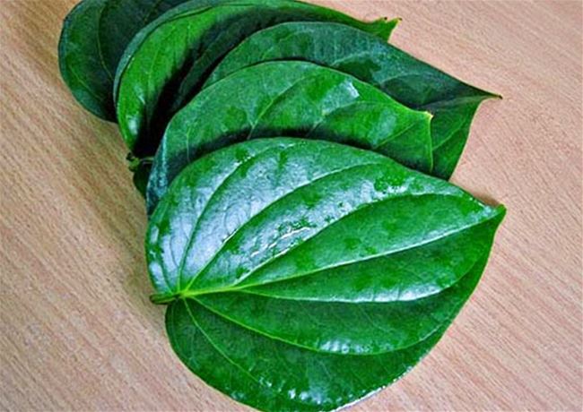 Trị mụn cám ở mũi bằng lá trầu không