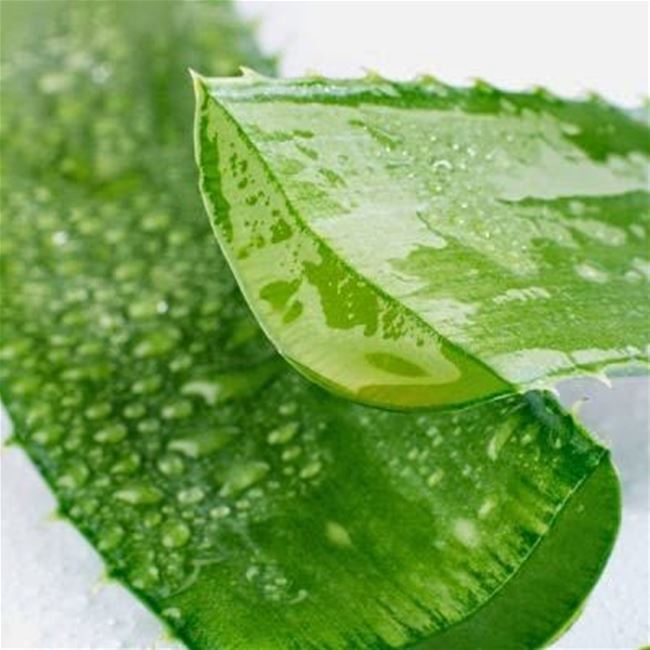 Điều trị nám da mặt bằng lô hội và vitamin E