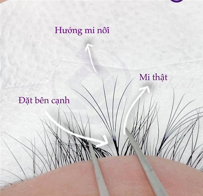 Mi bị mọc chéo đặt hướng mi ra sao? Mi bị mọc chéo đặt hướng mi ra sao?